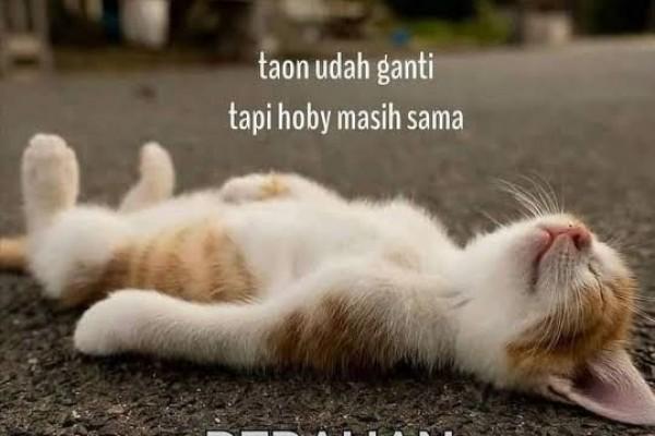 10 Meme Kocak Seputar Kebiasaan Kucing, Bikin Ngakak!