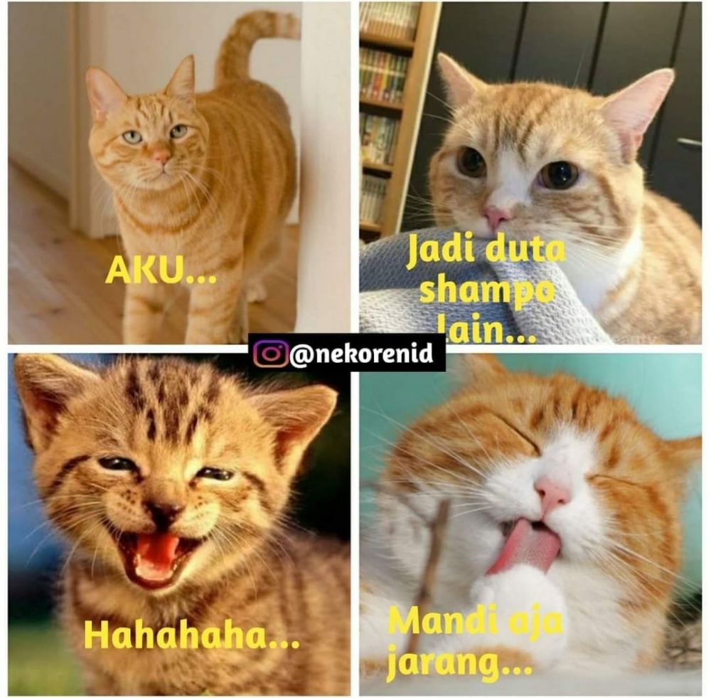 10 Meme Kocak Seputar Kebiasaan Kucing Bikin Ngakak