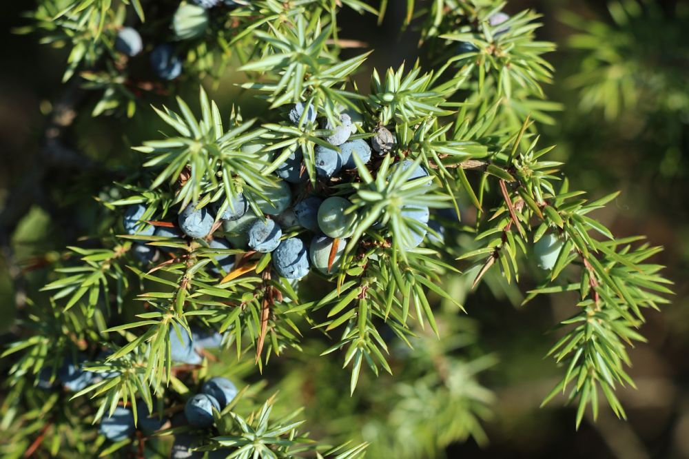 Manfaat Buah Juniper bagi Kesehatan 