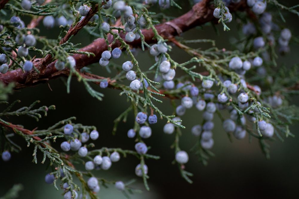 Manfaat Buah Juniper bagi Kesehatan 