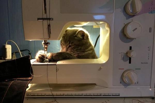 15 Potret Aksi Para Kucing Ketika Bekerja Layaknya Manusia