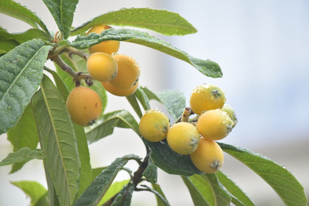 Manfaat Ajaib Loquat bagi Kesehatan