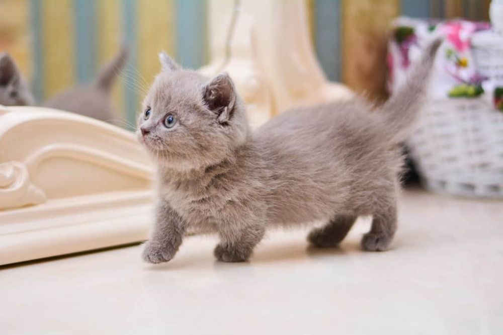 6 Jenis Ras Kucing yang Bertubuh Kecil, Imut dan Gemas!