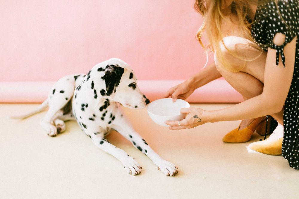 6 Tips yang Harus Kamu Pahami Sebelum Memelihara Anjing