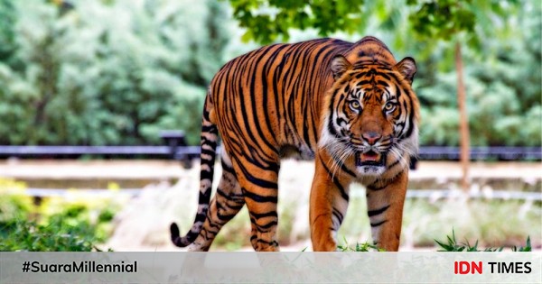 Kuau hingga Harimau Bali, 6 Hewan Asli Indonesia yang Punah