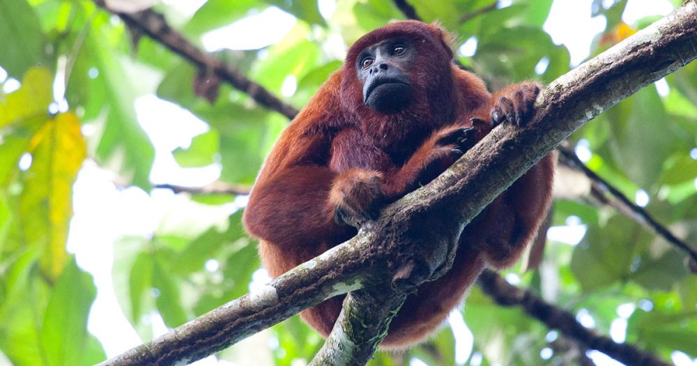15 Potret Flora dan Fauna di Amazon, Hutan Hujan Terbesar