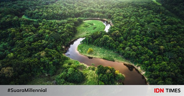 15 Potret Flora dan Fauna di Amazon, Hutan Hujan Terbesar