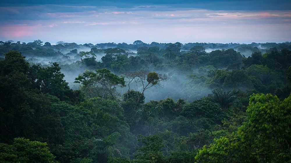 Empat Negara Dengan Hutan Terbesar Didunia