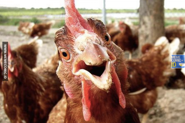 10 Meme Seputar Kebiasaan Ayam, Kocak Tapi Bikin Kesal!