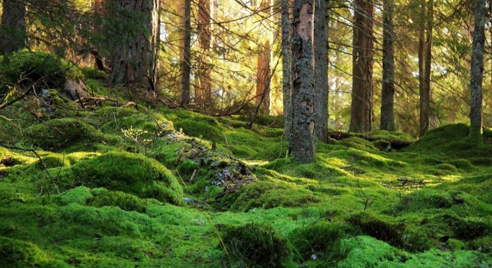 5 Taman Nasional di Swedia yang Memesona, Buatmu Terpana!