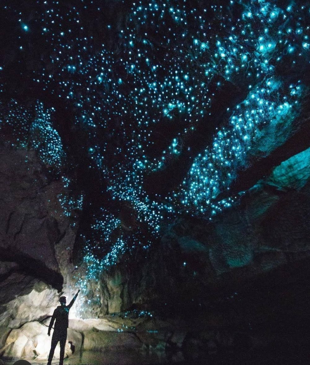 Tempat Wisata Glowworm Cave Selandia Baru