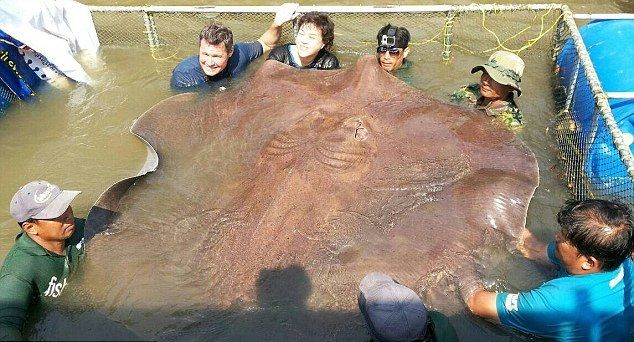 92 Koleksi Ikan Pari Air Tawar Di Indonesia Terbaru