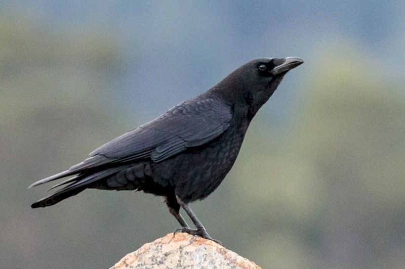 Fakta Menarik Carrion Crow Burung Dua Benua