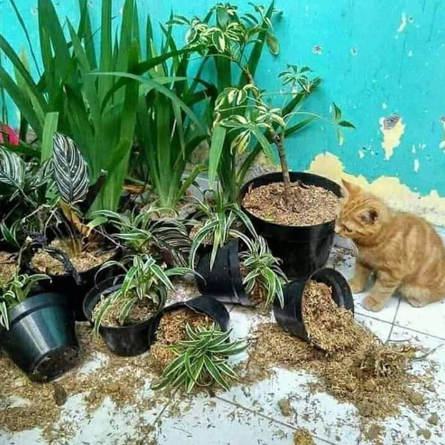 10 Potret Kelakuan Kucing  Oren  yang Kelewat Santai