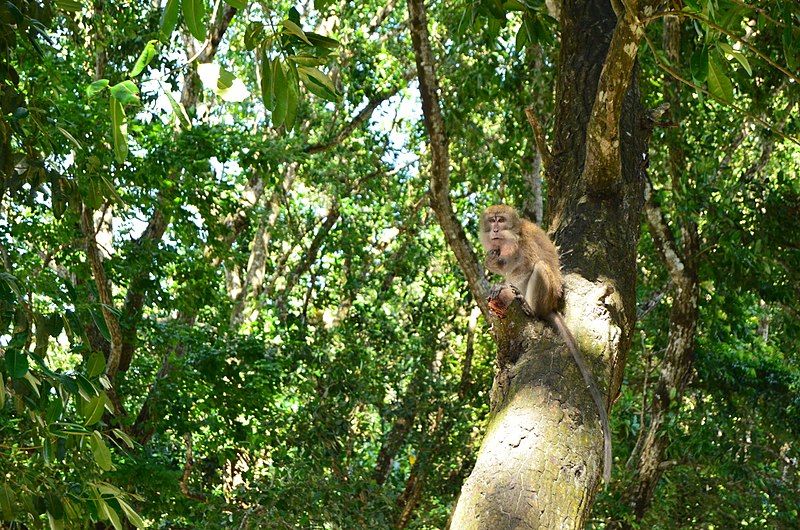 Monyet Masuk Perkampungan, Resahkan Warga di Madiun