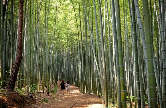7 Hutan Lokasi Syuting KDrama, Rekomendasi Wisata Alam Korea!