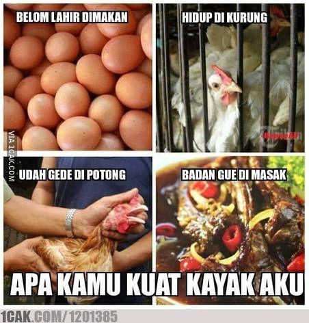 Kata Kata Lucu Ayam Geprek