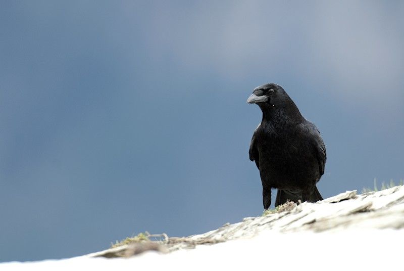 Fakta Menarik Carrion Crow Burung Dua Benua