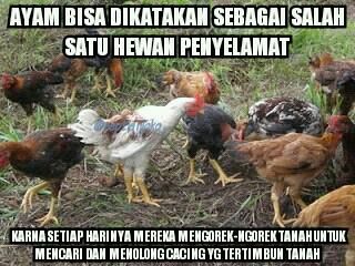 10 Meme Seputar Kebiasaan Ayam, Kocak Tapi Bikin Kesal!