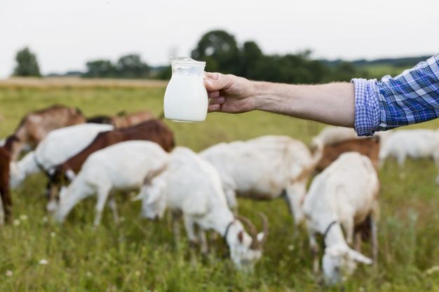 Pesanan Susu Kambing asal Purwakarta Meningkat saat Ramadan