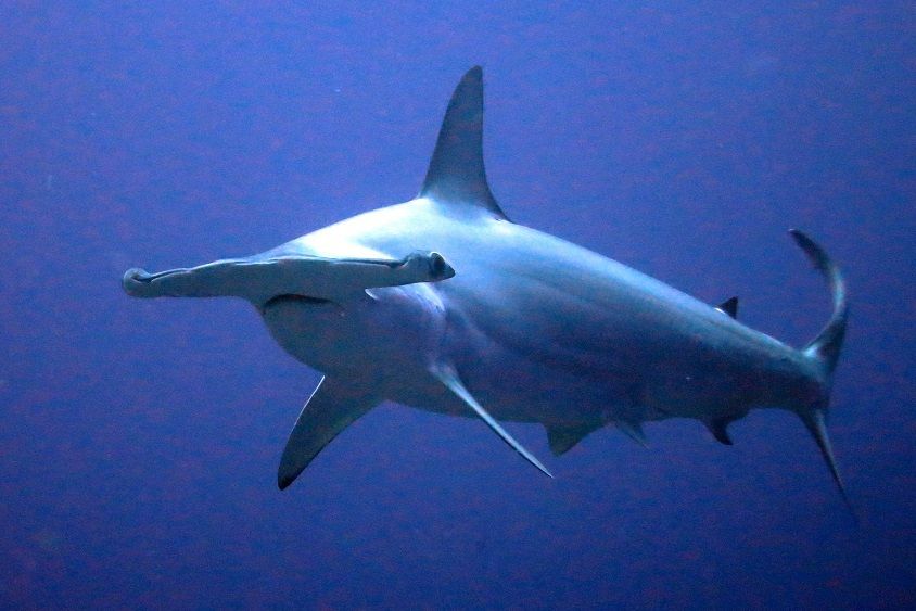 Just Evolved, Here Are 6 Interesting Facts About Hammerhead Sharks You Must Know