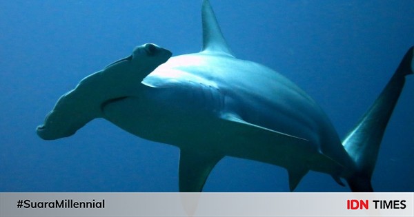 Just evolved, here are 6 interesting facts about hammerhead sharks