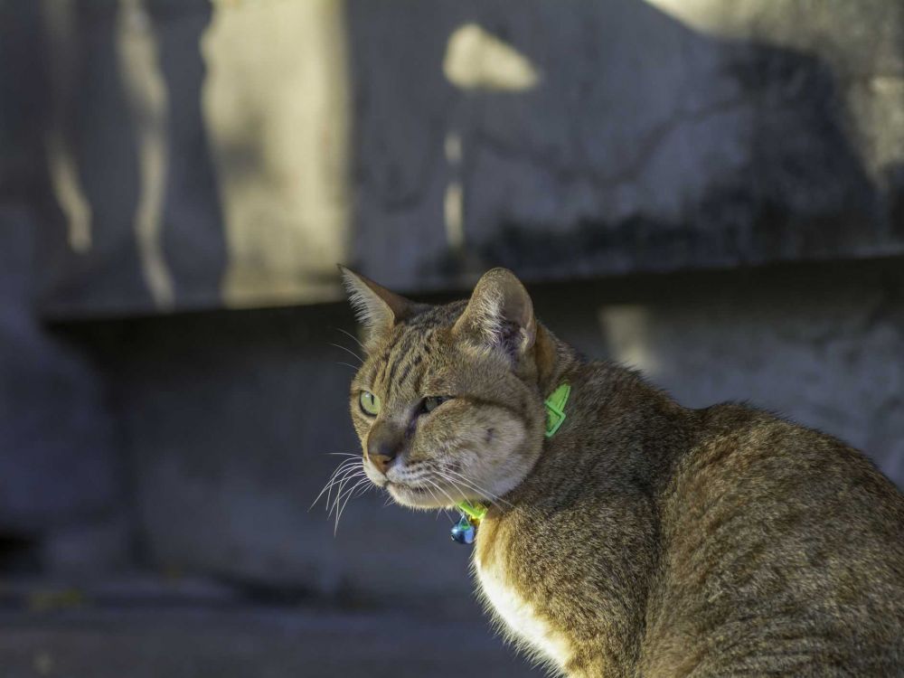 5 Penyakit Kulit yang Sering Diderita Kucing