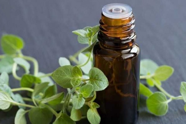 6 Manfaat Kesehatan Minyak Oregano, Bisa Turunkan Kolesterol!