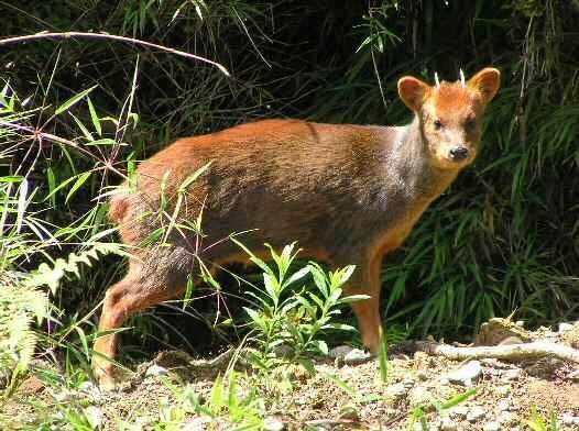 Fakta Unik Pudu, Spesies Rusa Terkecil Di Dunia