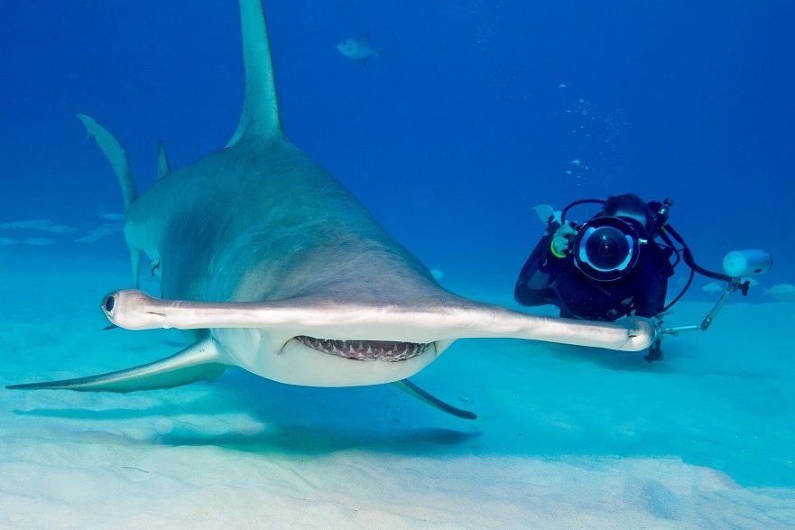 Just Evolved, Here Are 6 Interesting Facts About Hammerhead Sharks You Must Know