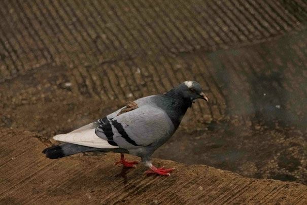 Dibalas secara Instan, 9 Potret Kocak Bukti Karma Itu Ada