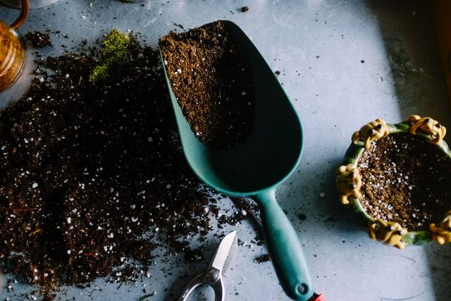 5 Tips Merawat Tanaman Hias Agar Tetap Subur dan Anti Layu
