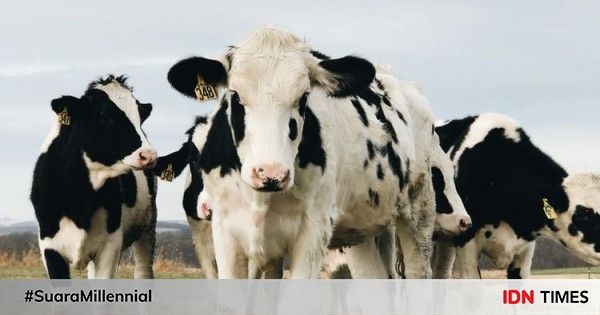 Hindari Daerah Wabah, Hewan Kurban di Jateng Dikirim Lewat Tol Laut