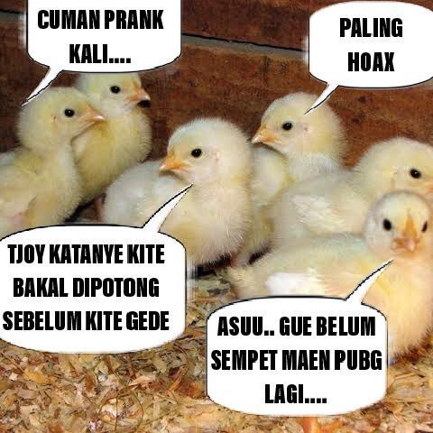 15 Meme Ayam sedang Meratapi Nasib, Bikin Ngakak Deh!