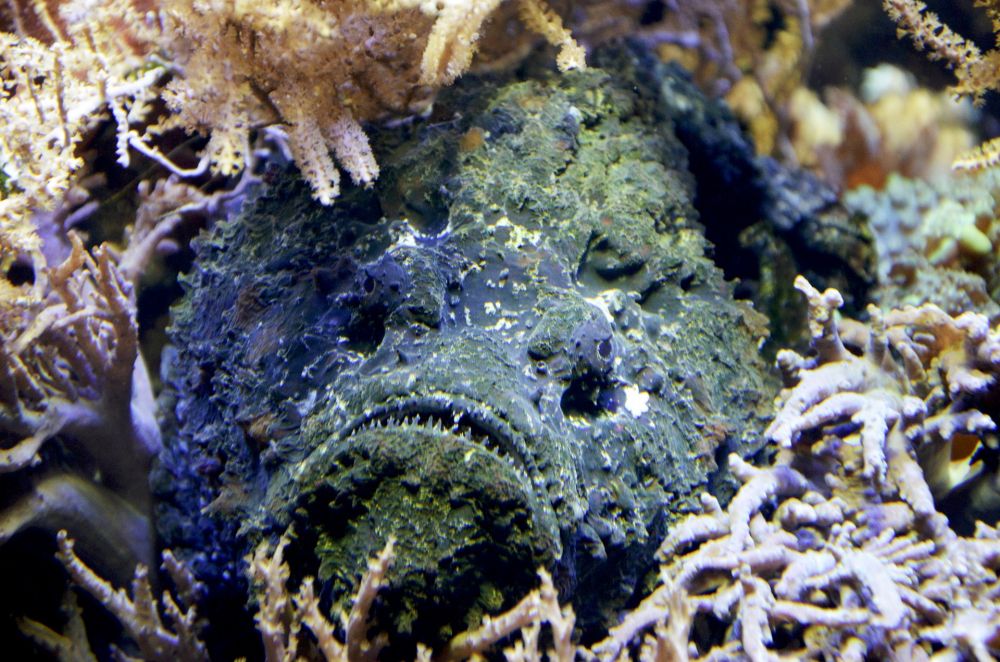 Stonefish Ikan Beracun Di Dunia Yang Mirip Koral Indozone Id