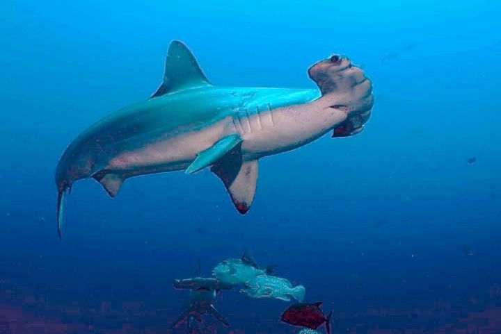 Just Evolved, Here Are 6 Interesting Facts About Hammerhead Sharks You Must Know