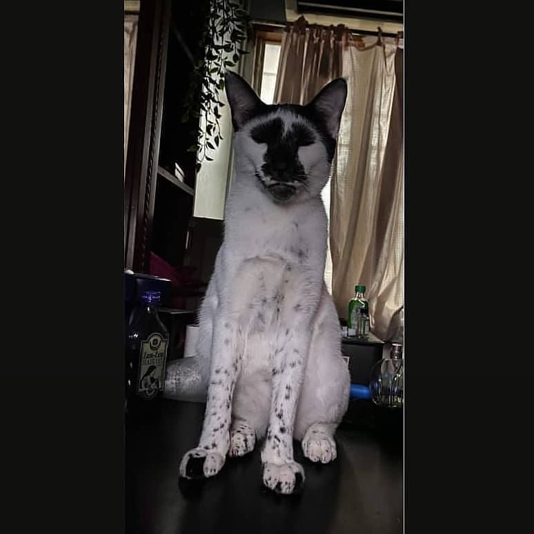 Malah Bikin Ngakak! 10 Potret Kucing dengan Corak Tubuh Gak Biasa