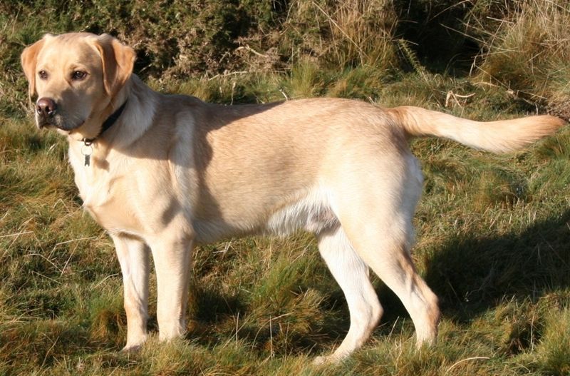 5 Spesies Anjing yang Cocok Dijadikan Teman Bermain Anak