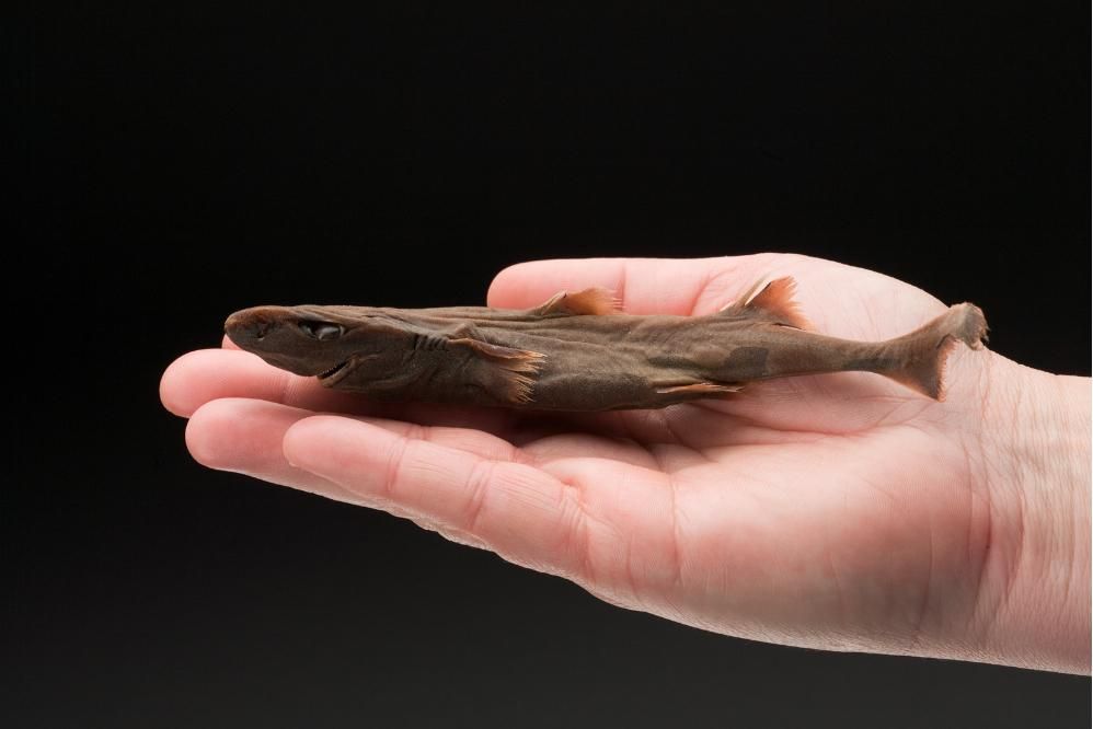 5 Fakta Menarik Hiu Lentera Kerdil, Spesies Hiu Terkecil di Dunia