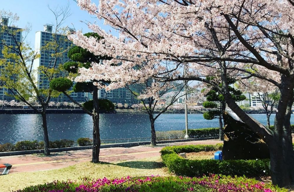 Taman Bunga Korea Selatan / Foto Indahnya Taman Bunga Cosmos Di Korsel