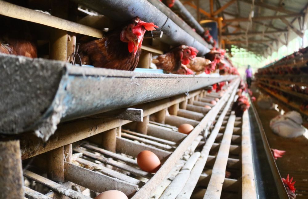 Miris, Peternak Ayam di Indonesia Banyak Gunakan Kandang Baterai  