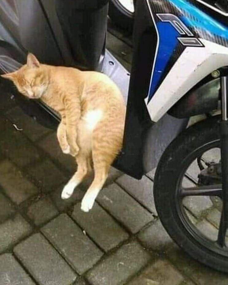 10 Potret Terlalu Malas ala Kucing, Bikin Ngakak Guling-guling