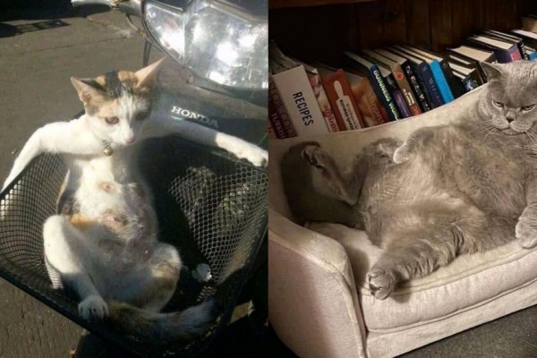 10 Foto Kelakuan Lucu Kucing saat Duduk Selonjoran