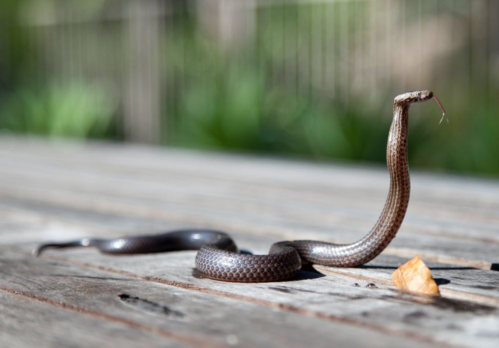 Makes Curious, Here Are 10 Unique Portraits and Facts about Reptiles