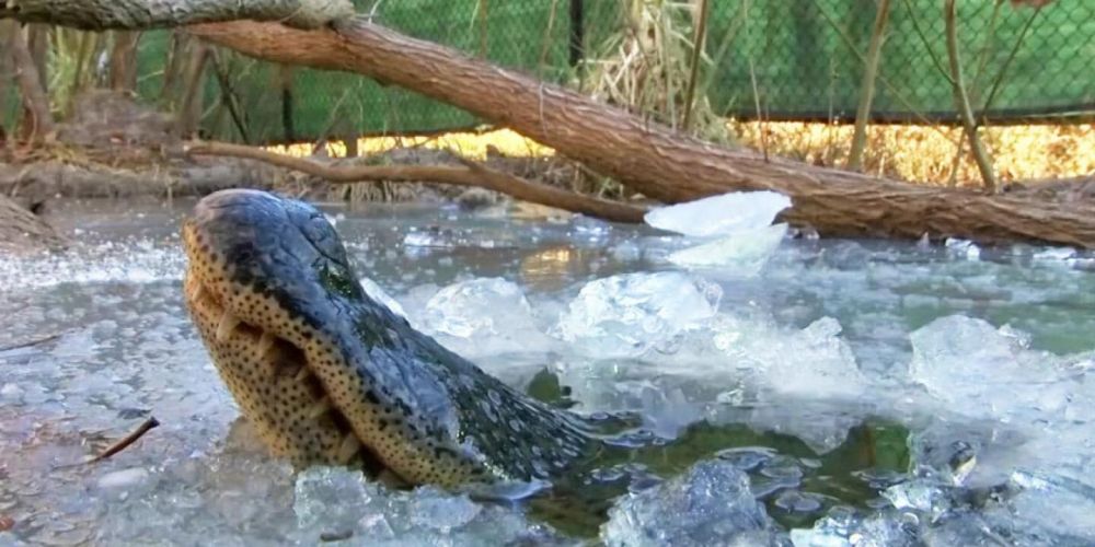 Makes Curious, Here Are 10 Unique Portraits and Facts about Reptiles