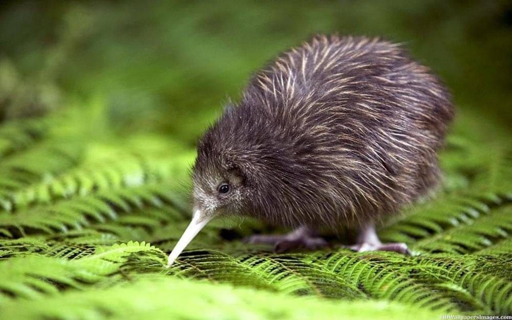 Burung kiwi di Selandia Baru. (aucklandandbeyond.co.nz)