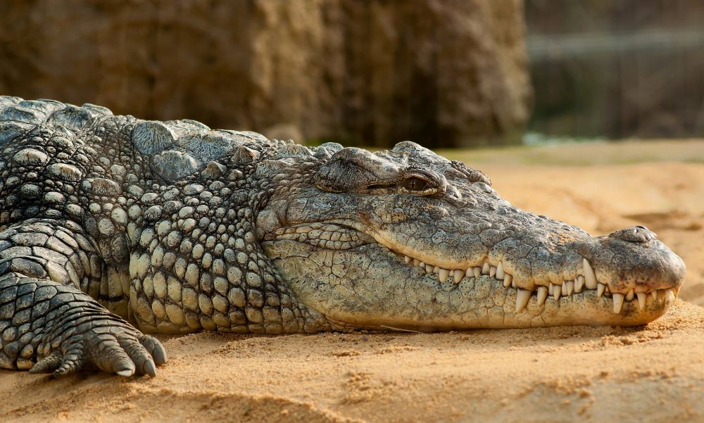 Makes Curious, Here Are 10 Unique Portraits and Facts about Reptiles