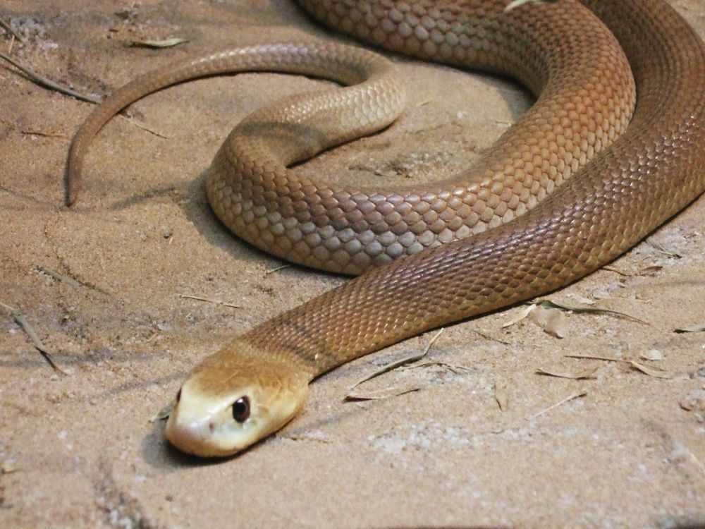 Makes Curious, Here Are 10 Unique Portraits and Facts about Reptiles