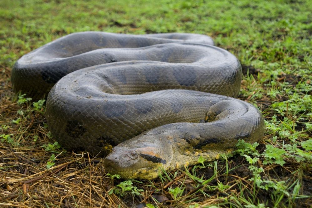 Makes Curious, Here Are 10 Unique Portraits and Facts about Reptiles