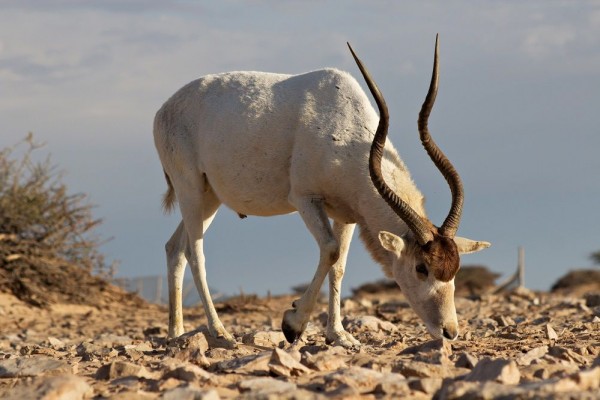 6 Fakta Addax, Antelop Indah yang Terancam Punah di Alam Liar